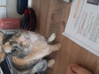 Cüce Tavşanıma Çiftleşmesi için dişi arıyorum