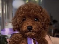 Toy Poodle Köpeğimiz İçin Ulaşın