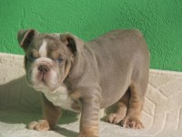 SİTENİN EN RENKLİ EN MÜTEVAZİ BULLDOG ŞEKERLERİ