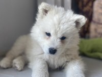 Dişi Samoyed