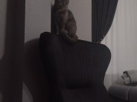 British shorthair kedimiz 3 yaşında