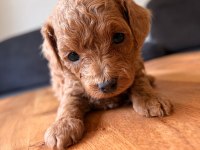 MUHTEŞEM GÜZELLİKTE TEACUP POODLE YAVRULARI