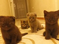 Scottish fold kedimin yavruları
