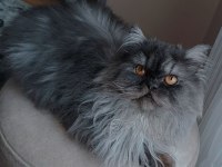 Eşyalarıyla beraber sahiplendirilecek chinchilla