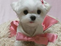 Orjinal safkan morkie