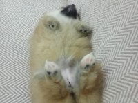 2 aylık pomeranian bebeğimiz sahiplendirilecektir