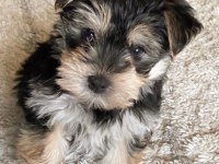 Çok Sosyal Sevecen Yorkshire Terrier Yavrular