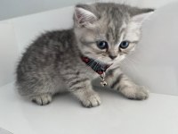 Annesi british shorthair babası scottish