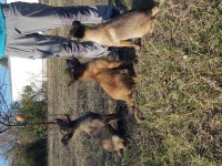 Malinois köpeğimiz