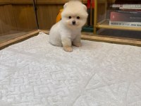 Pomeranian boo yavrularımız için ulaşın