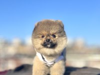 AYI SURAT POMERANİAN BOO YAVRULAR