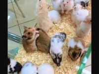 SİZ İSTEYİN BİZ GETİRELİM AYNI GÜN TESLİM HAMSTER