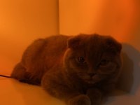 Scottish fold kedimiz