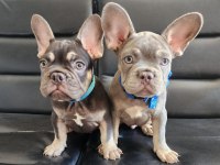 French bulldog yavrularımız
