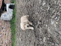 Baby fare GOLDEN retriever yavrular