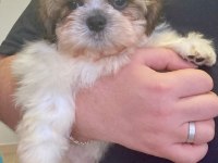 Safkan Shih Tzu Erkek Yavru Parazit ve Aşı Yapıldı
