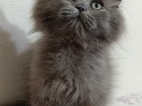 3 aylık erkek yavru british longhair