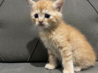 2 Aylık British Longhair ve Siyam Yavrular Yuva Arıyor