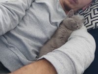 British shorthair safkan ırk garantili bebeklerimiz
