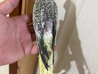 EVLERE MASKOT 50 GÜNLÜK SULTAN BEBEK