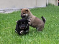 Shiba inu ırk
