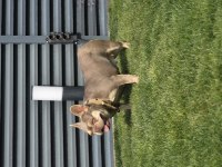 İsabella tan french bulldog (Fluffy-coco) carrier