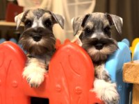 FCI secereli Miniatute Schnauzer yavruları