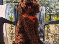 Toy poodle yavrularımız 8 aylık