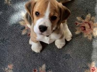 BEAGLE BEBEKLER
