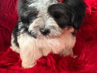 Morkie bebeklerimiz çok özel