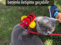 Acil sahiplendirme yapılacaktır british