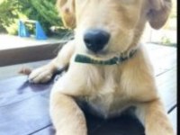 5 aylık sereceli golden retriever