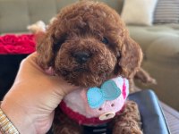Minik poodle yavrum barbie