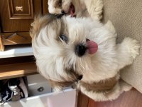 aciliyetten hemen vermemiz gerekiyor çok ucuz shihtzu