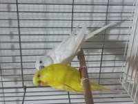 Albino df erkek lutino dişi çift muhabbet kuşu