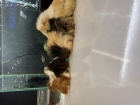 City Pet Shop Güvencesiyle Sağlıklı Ginepigler