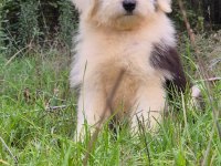 Trde nadir ırklardan bobtail yavrularımız