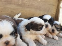 SHİH TZU KÖPEKLER