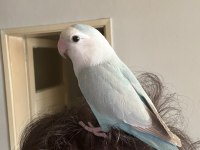 Oyun Hamuru Sevda Papağanı