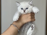 Hemen Teslim British Shorthair Yavrum