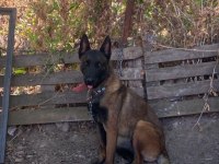 Belçika Malinois