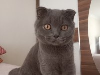 Scottish fold erkek kedimiz
