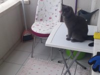 Reis ilanda british shorthair