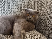 2 yaşında kısır scottish fold dişi