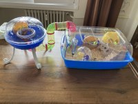 Bodrumda suriye hamster