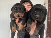 Üst Kalite Orjinal Rottweiler Yavruları