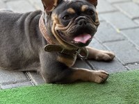 A Kalite French Bulldog