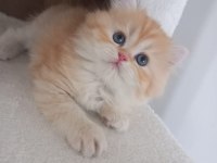 Golden british longhair 55 günlük