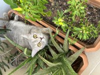 British shorthair dişi 1 yaşında