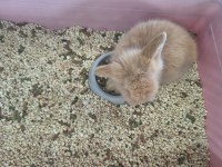 Teddy lop tavşan 2 aylık